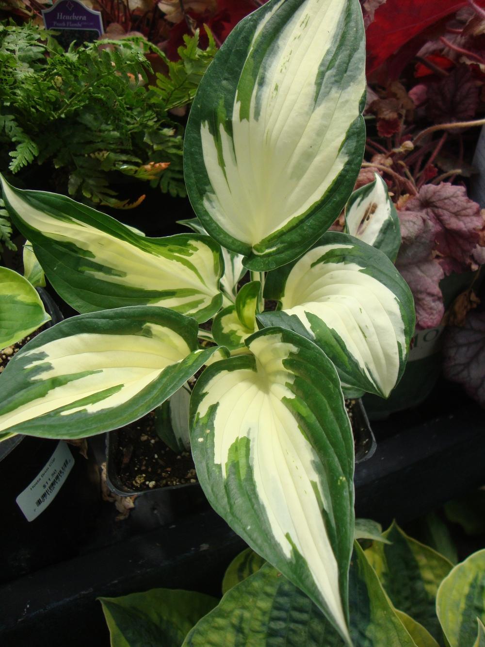 Photo of Hosta 'Fire and Ice' uploaded by Paul2032