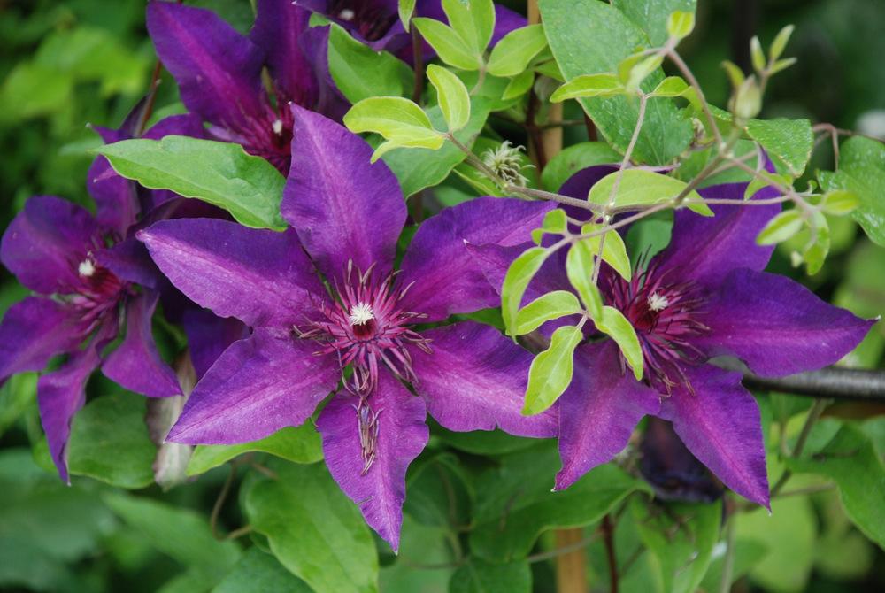 Photo of Clematis Fleuri™ uploaded by bearsearch