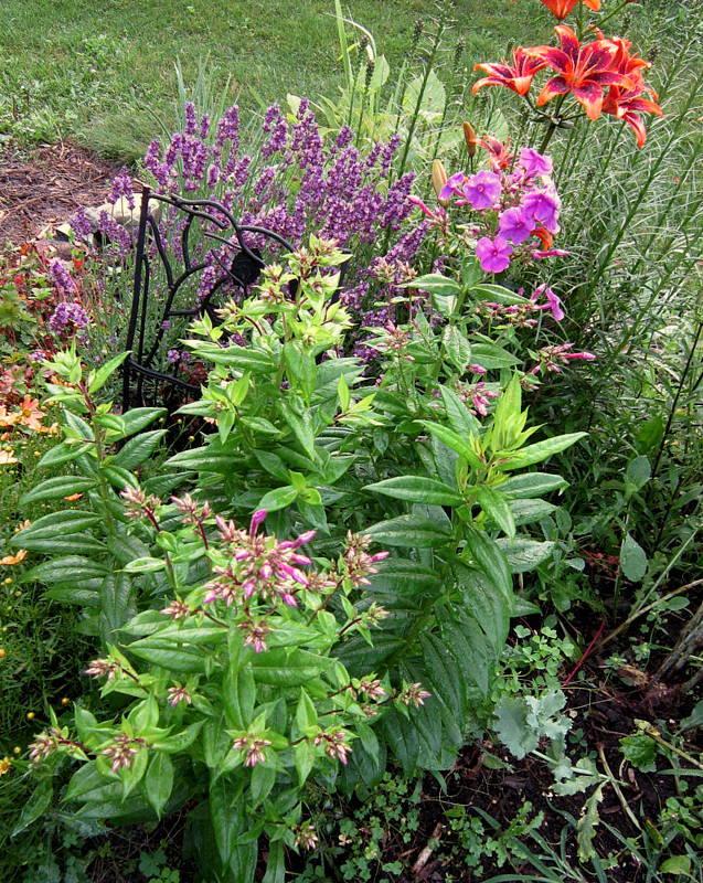Photo of Garden Phlox (Phlox paniculata Flame™ Purple) uploaded by ge1836
