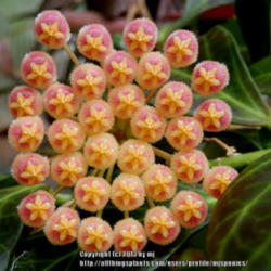 Location: My Garden
Date: 2013-05-30
Hoya obsucra clone with peach/pink blooms...a bit larger than oth
