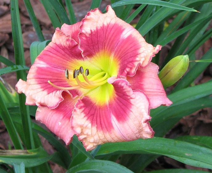 Photo of Daylily (Hemerocallis 'In Her Shoes') uploaded by mlt