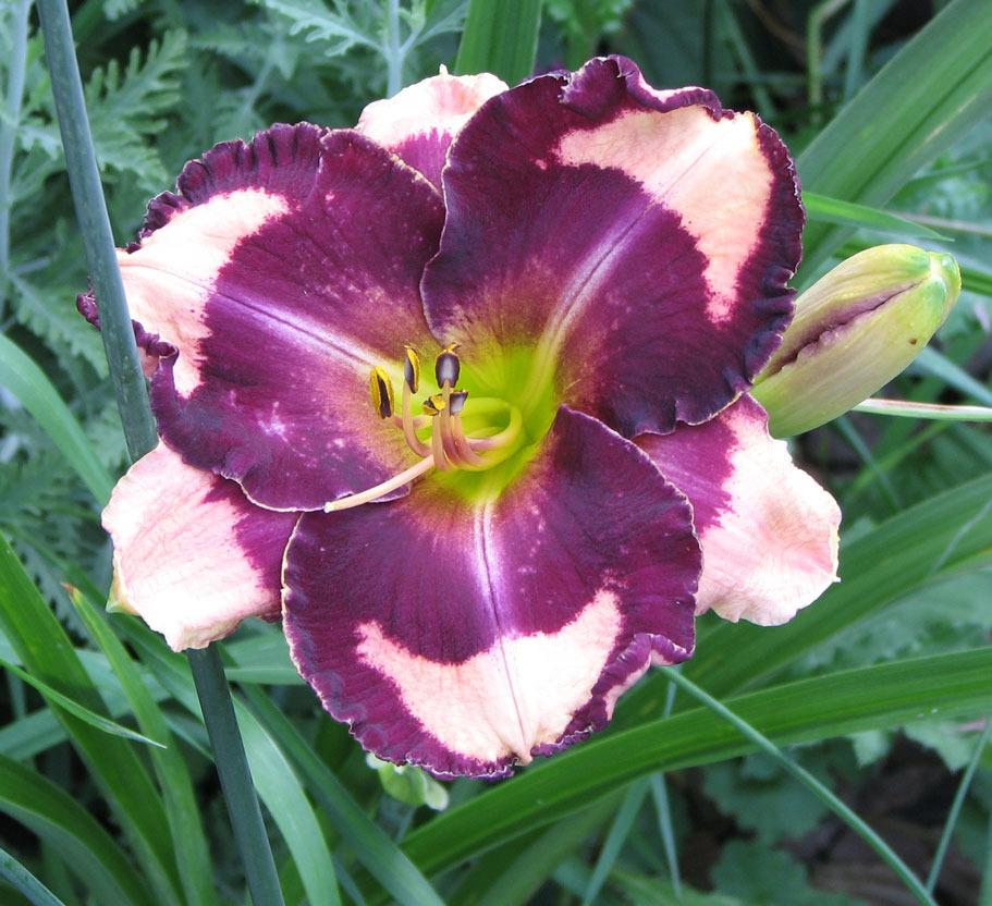 Photo of Daylily (Hemerocallis 'Nicole's the One and Only') uploaded by mlt