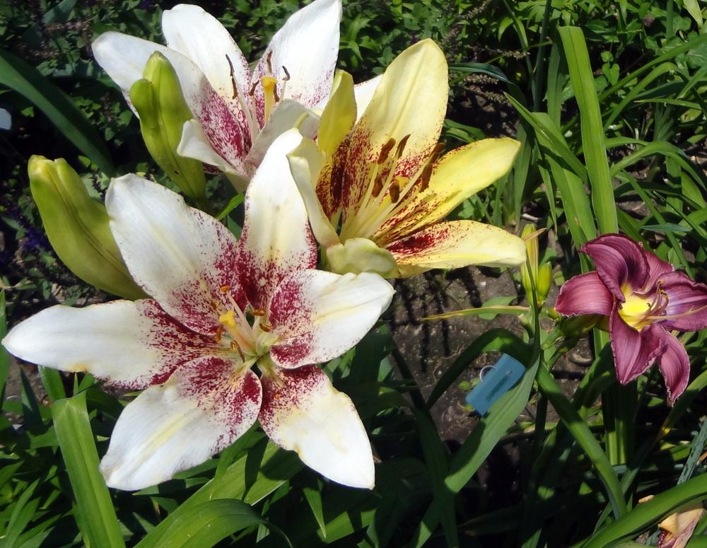 Photo of Lily (Lilium 'Cecil') uploaded by stilldew