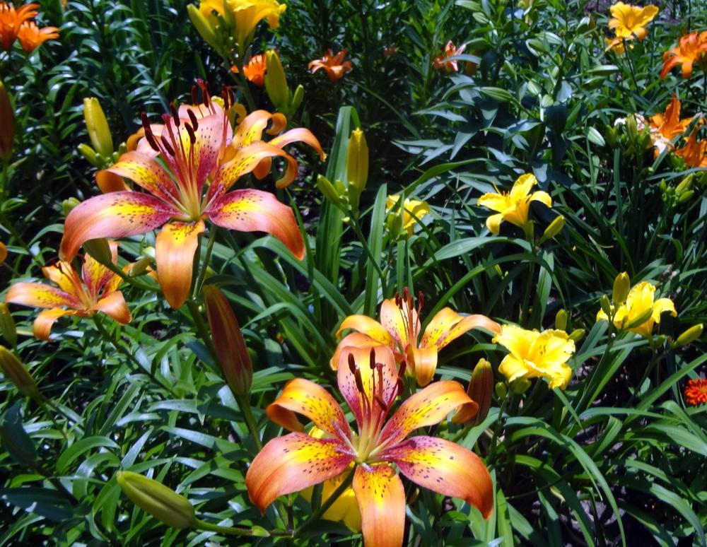 Photo of Asiatic Lily (Lilium 'Firestar') uploaded by stilldew
