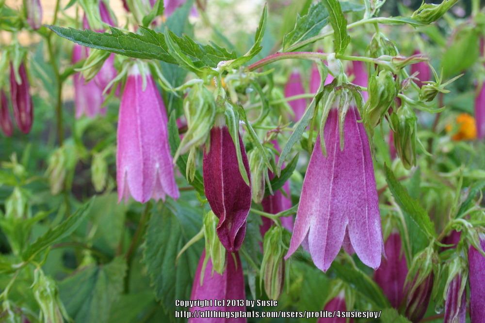 Photo of Spotted Bellflower (Campanula punctata 'Cherry Bells') uploaded by 4susiesjoy