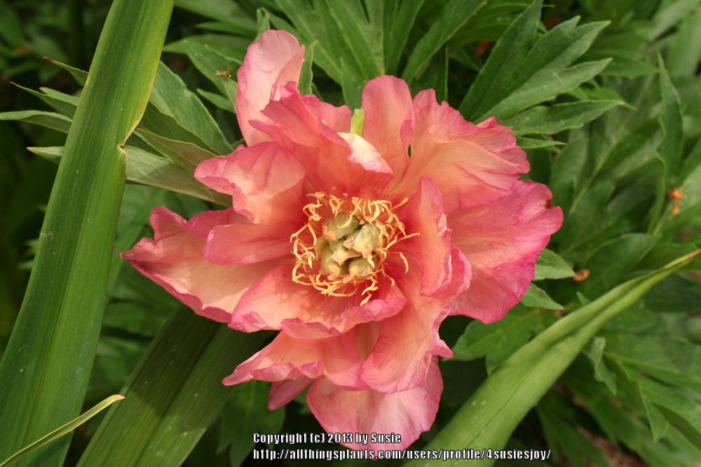 Photo of Intersectional Peony (Paeonia 'Julia Rose') uploaded by 4susiesjoy