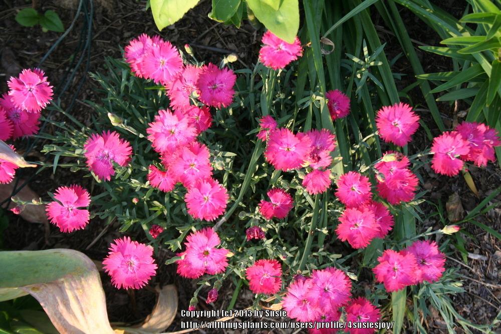 Photo of Cheddar Pink (Dianthus gratianopolitanus 'Feuerhexe') uploaded by 4susiesjoy