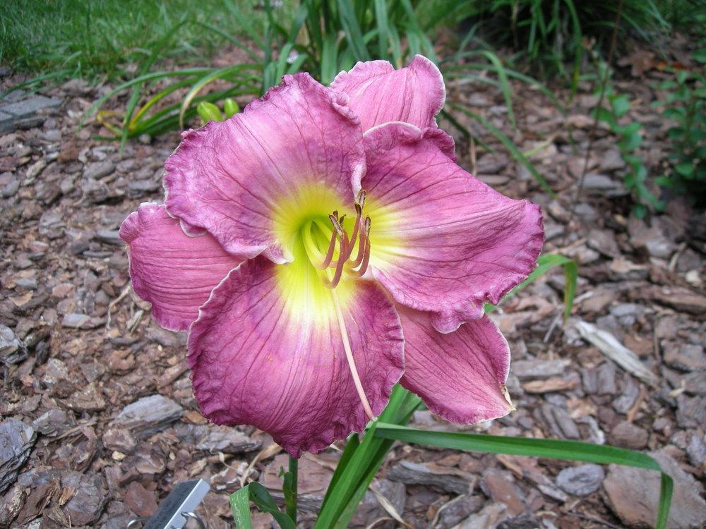 Photo of Daylily (Hemerocallis 'Blessing in Disguise') uploaded by Emquinn
