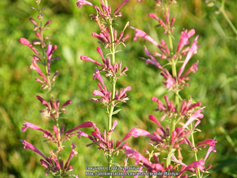 Photo of Giant Hyssop (Agastache 'Raspberry Summer') uploaded by Marilyn