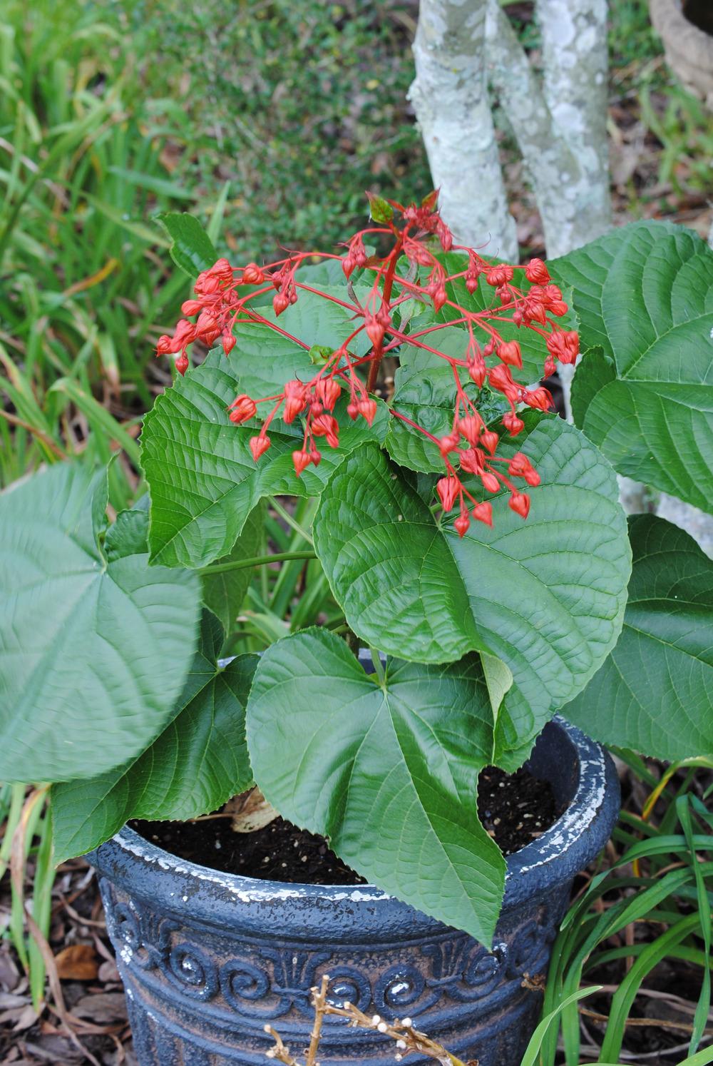 Photo of Flaming Glory Bower (Clerodendrum speciosissimum) uploaded by Moonhowl