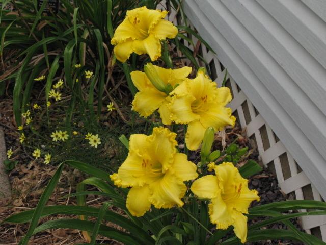 Photo of Daylily (Hemerocallis 'Yellow Ducky') uploaded by blue23rose