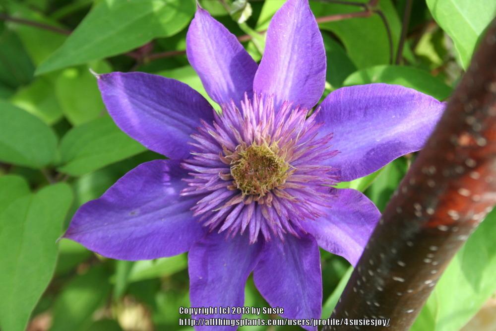 Photo of Clematis 'Multi Blue' uploaded by 4susiesjoy