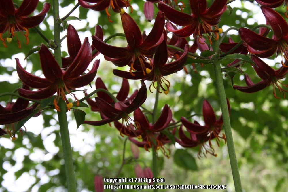 Photo of Lily (Lilium 'Claude Shride') uploaded by 4susiesjoy