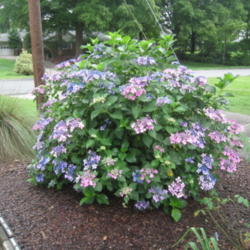 Location: Kannapolis, NC
Date: 2013-07-01
Pink and blue blossoms, same plant