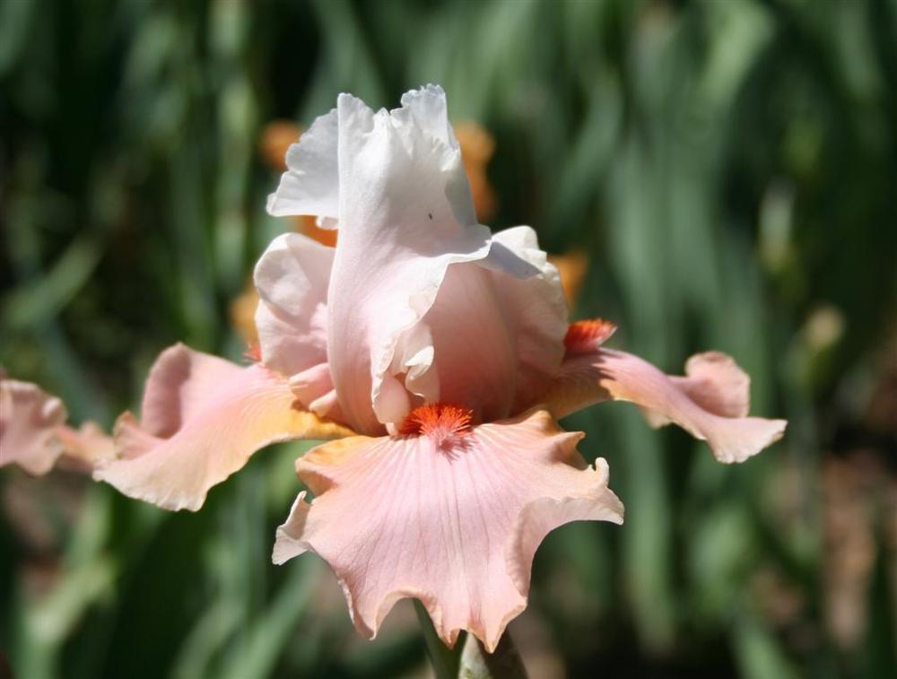 Photo of Tall Bearded Iris (Iris 'Sugar Magnolia') uploaded by KentPfeiffer