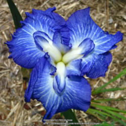 Location: z6a MA, my garden
Date: 2013-07-04
Emerges bright blue, ages to blue-purple.