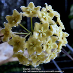 Location: My Garden
Date: 2013-07-05
Pretty butter yellow blooms, about 2 -3 in. across