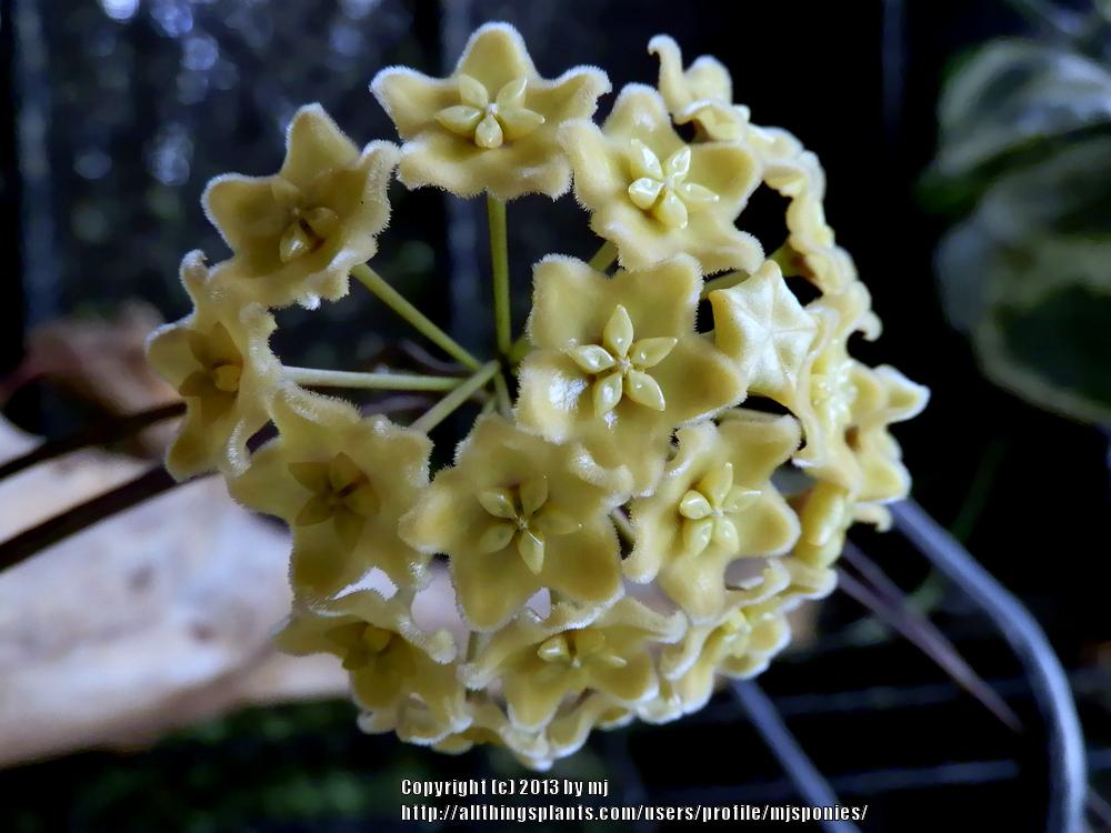 Photo of Hoya (Hoya dimorpha) uploaded by mjsponies