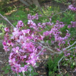 Location: N. E. Medina Co., Texas
Date: March 2010
Mexican Buckeye blooming