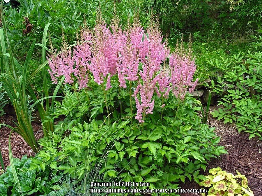 Photo of Chinese Astilbe (Astilbe rubra 'Maggie Daley') uploaded by eclayne