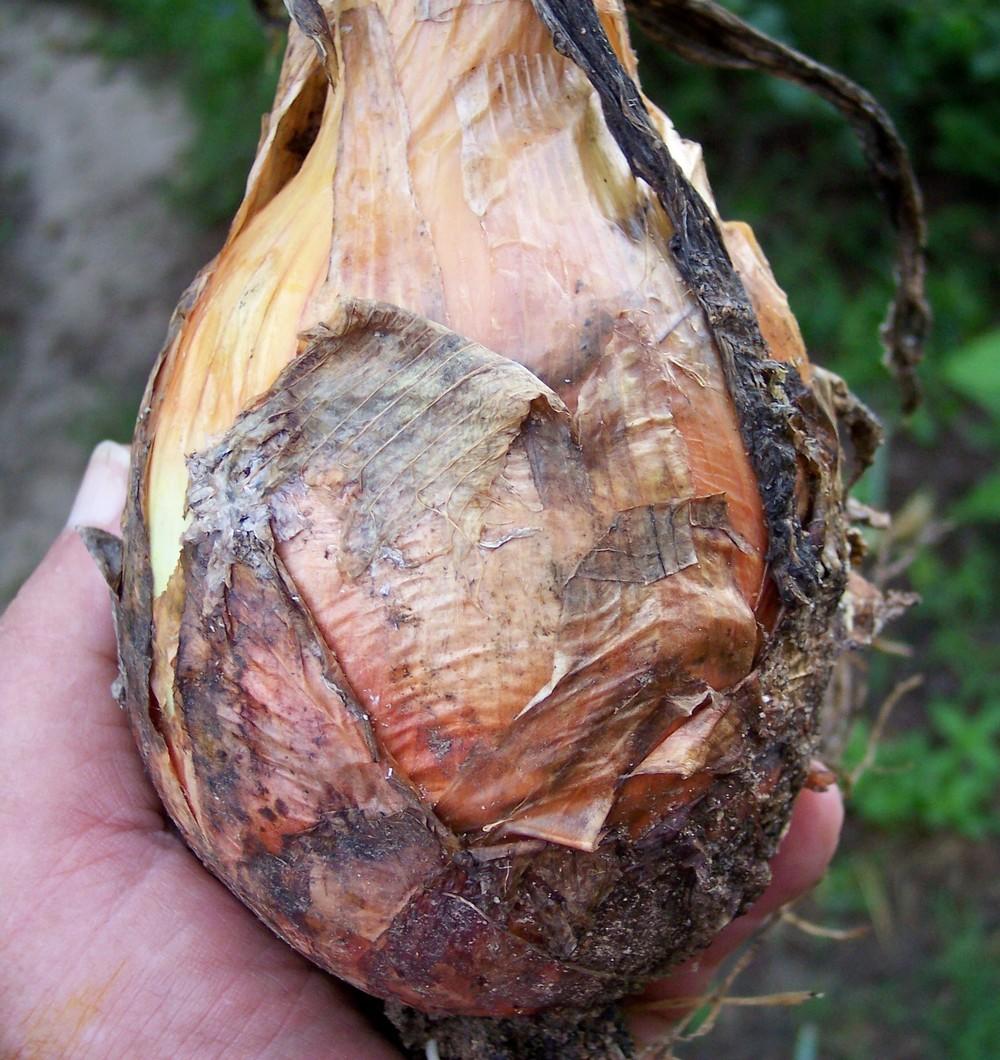 Photo of Onion (Allium cepa 'Golden Grande') uploaded by farmerdill