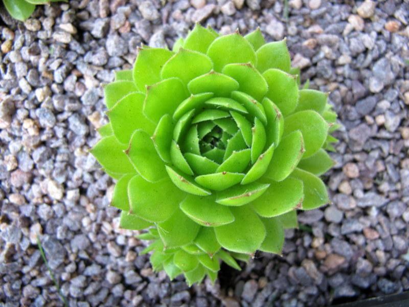 Photo of Hen and Chicks (Sempervivum 'Pacific Hepsport') uploaded by goldfinch4