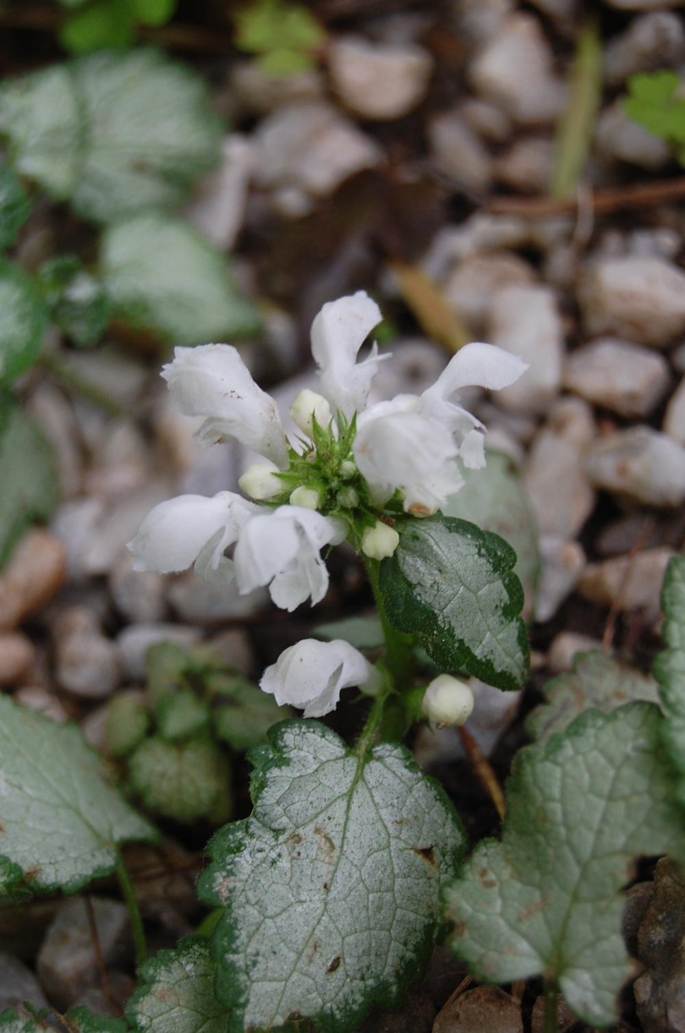 Photo of Spotted Deadnettle (Lamium maculatum 'White Nancy') uploaded by pixie62560