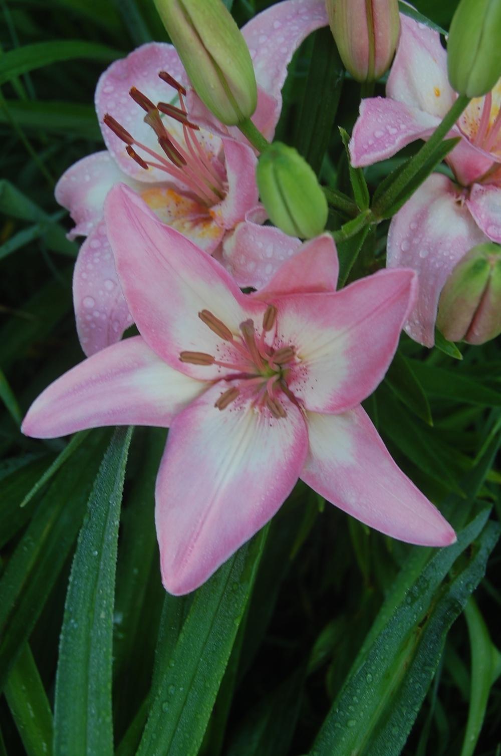 Photo of Lily (Lilium 'Tiny Todd') uploaded by pixie62560
