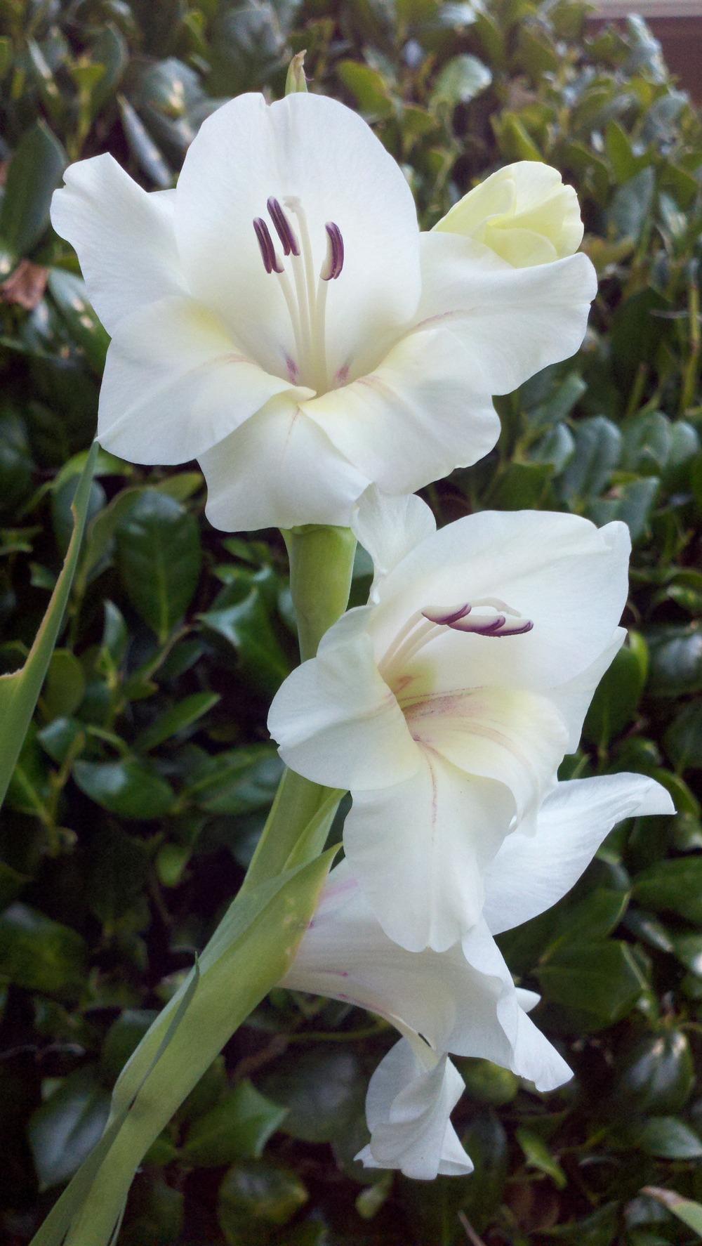 Photo of Gladiola (Gladiolus) uploaded by sarahbugw