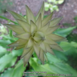 Location: Millbury, MA
Date: 2012-07-01
Flower bract