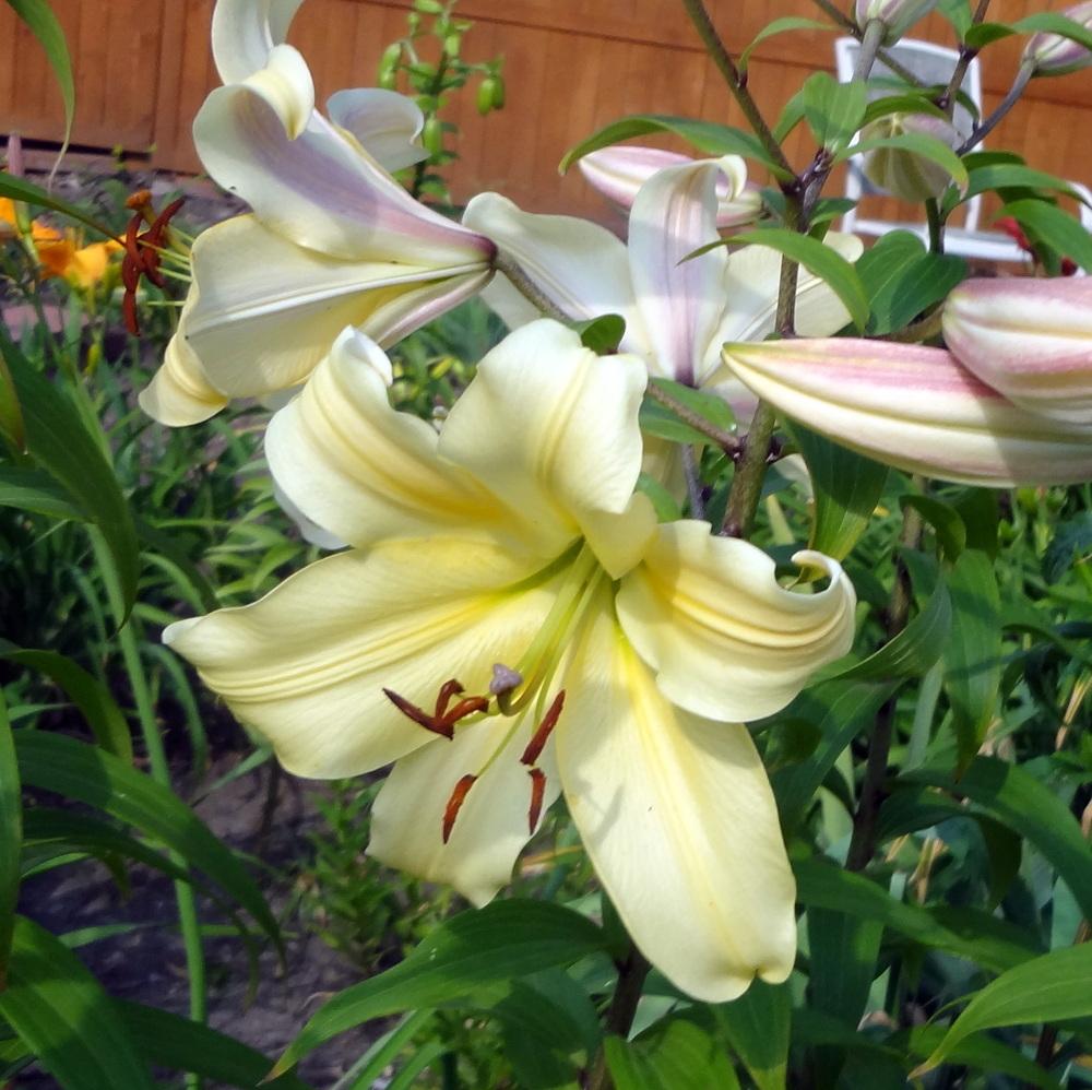 Photo of Lily (Lilium 'Orania') uploaded by stilldew
