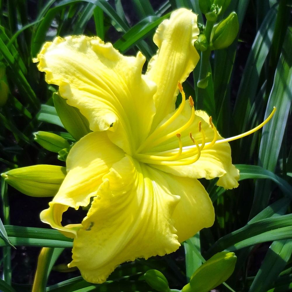 Photo of Daylily (Hemerocallis 'Planet Claire') uploaded by stilldew
