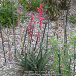 Location: My garden in Kentucky
Date: 2013-07-03
Sticks around the plant to keep the rabbits from chewing on the f