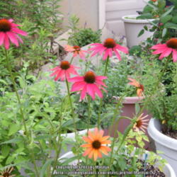 Location: My garden in Kentucky
Date: 2013-07-03