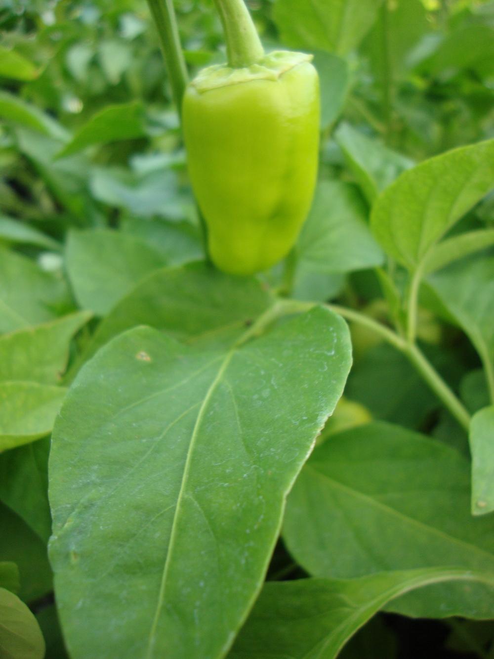 Photo of Sweet Pepper (Capsicum annuum 'Gypsy') uploaded by Paul2032