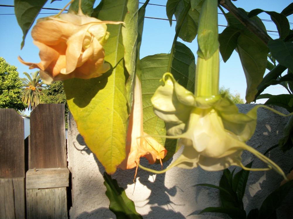 Photo of Angel's Trumpet (Brugmansia 'New Orleans Lady') uploaded by Rhapsody616