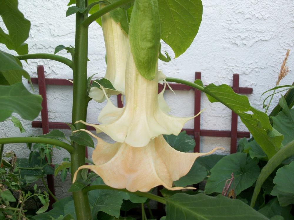 Photo of Angel Trumpet (Brugmansia 'Summer Kisses') uploaded by Rhapsody616