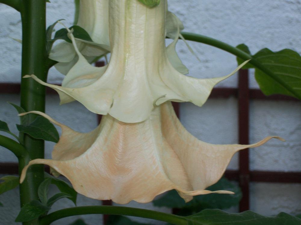 Photo of Angel Trumpet (Brugmansia 'Summer Kisses') uploaded by Rhapsody616