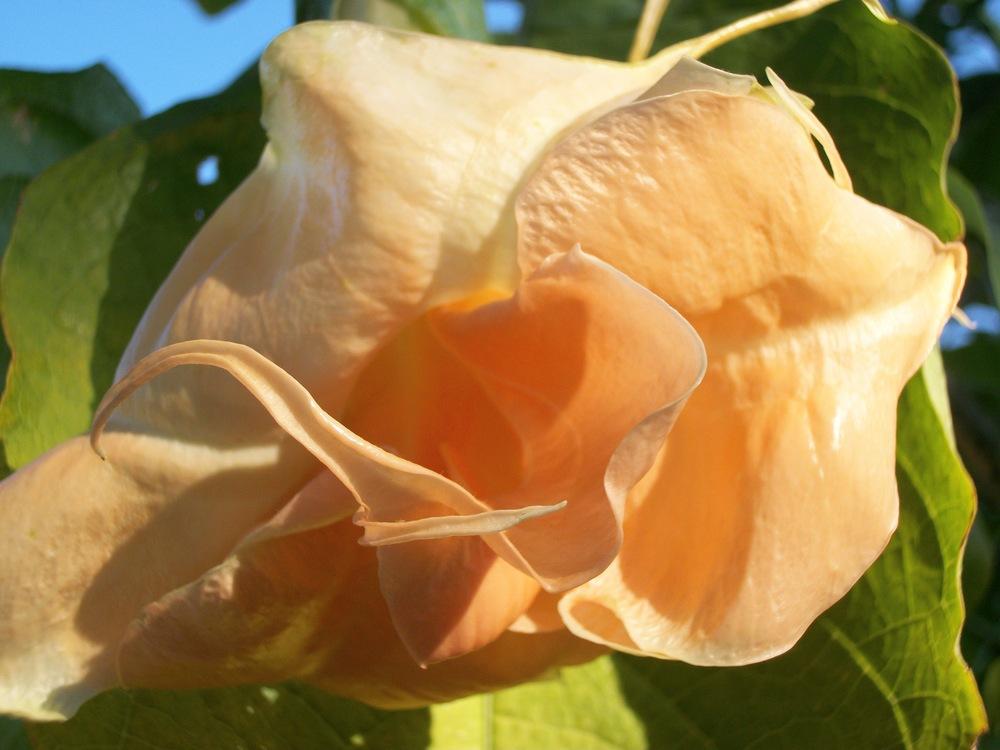 Photo of Angel's Trumpet (Brugmansia 'New Orleans Lady') uploaded by Rhapsody616