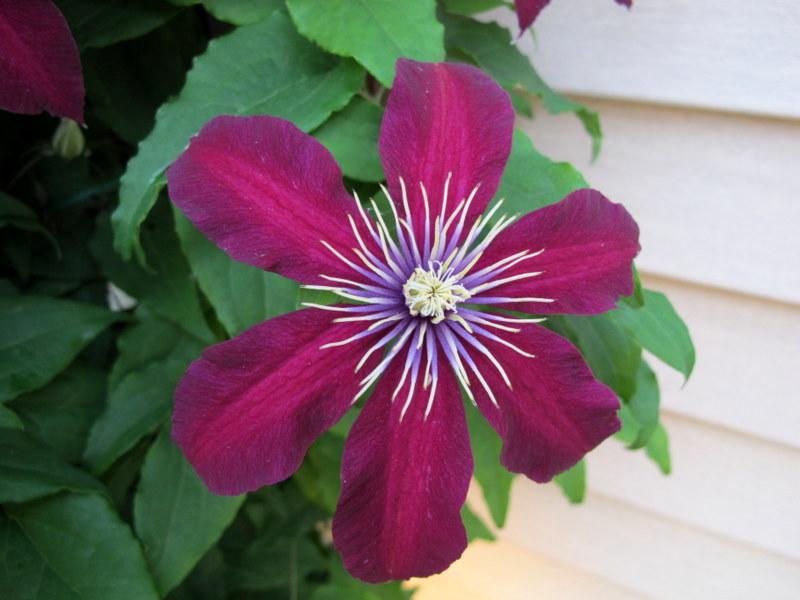 Photo of Clematis 'Niobe' uploaded by goldfinch4