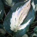 Glossary Tip - Variegated