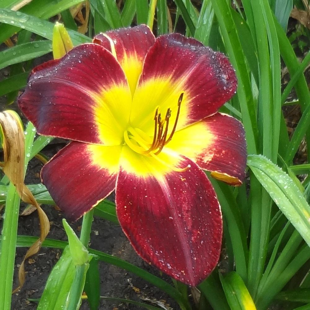 Photo of Daylily (Hemerocallis 'Persian Ruby') uploaded by stilldew