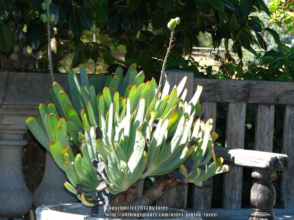 Photo of Fan Aloe (Kumara plicatilis) uploaded by tarev