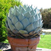 A huge agave in a container
