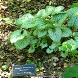 Location: At the Filoli gardens - Woodside, CA
Date: 2013-07-06
Brunnera macrophylla 'Jack Frost'