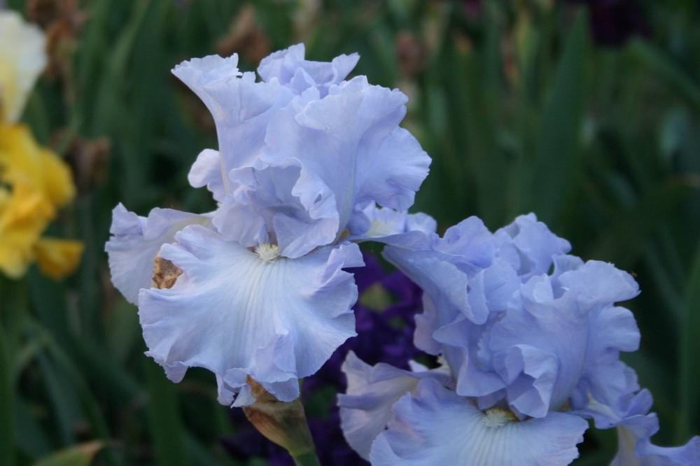 Photo of Tall Bearded Iris (Iris 'Absolute Treasure') uploaded by KentPfeiffer