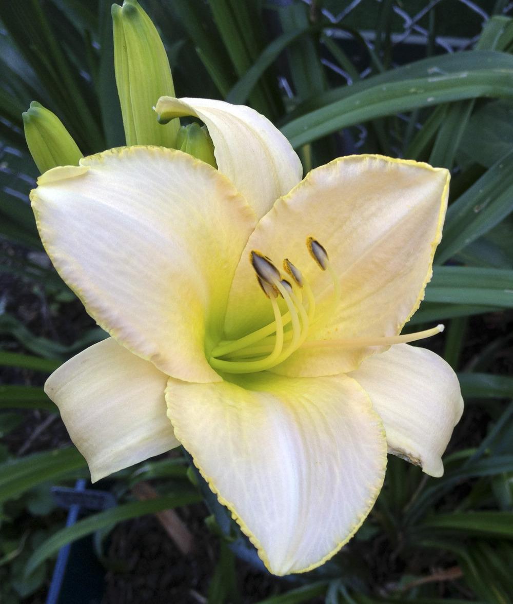 Photo of Daylily (Hemerocallis 'Glittering Gown') uploaded by bxncbx