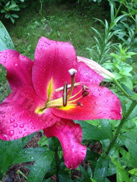 Photo of Lily (Lilium 'Tartano') uploaded by magnolialover
