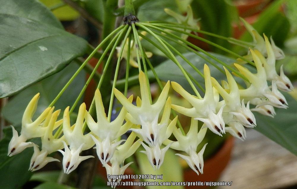 Photo of the bloom of Shooting Star Hoya (Hoya multiflora) posted by