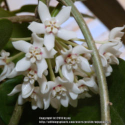 Location: My Garden
Date: 2013-01-23
Lovey Crisp White Fragrant, Fuzzy leaves, Easy Care..Fall bloomer